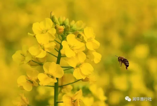 漢中:油菜花開(kāi)了